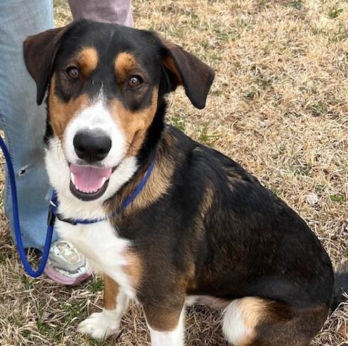 Enlarge Koda, a Adoptable mixed breed in Washington, DC image 3/6