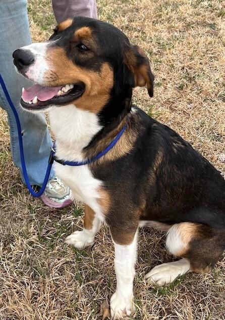 Enlarge Koda, a Adoptable mixed breed in Washington, DC image 4/6