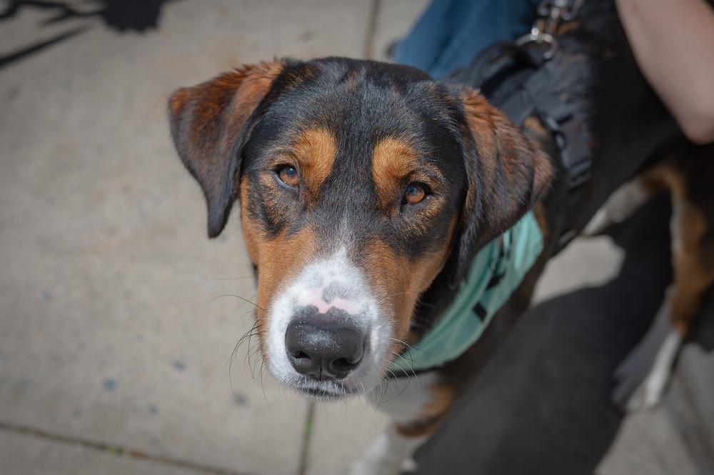 Enlarge Koda, a Adoptable mixed breed in Washington, DC image 5/6
