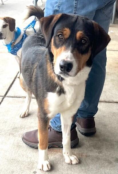 Enlarge Koda, a Adoptable mixed breed in Washington, DC image 6/6