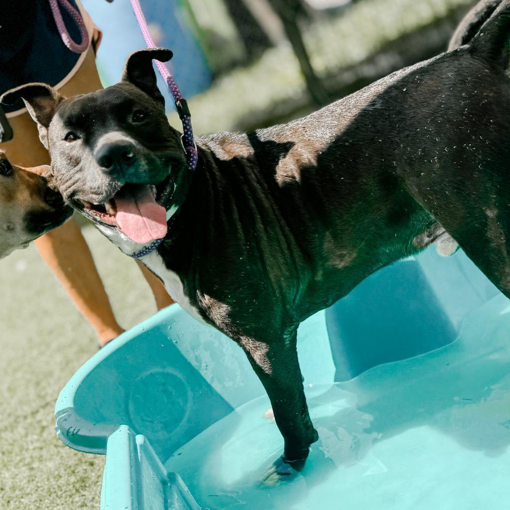 Antoni, Adoptable, Adult Male Mixed Breed.