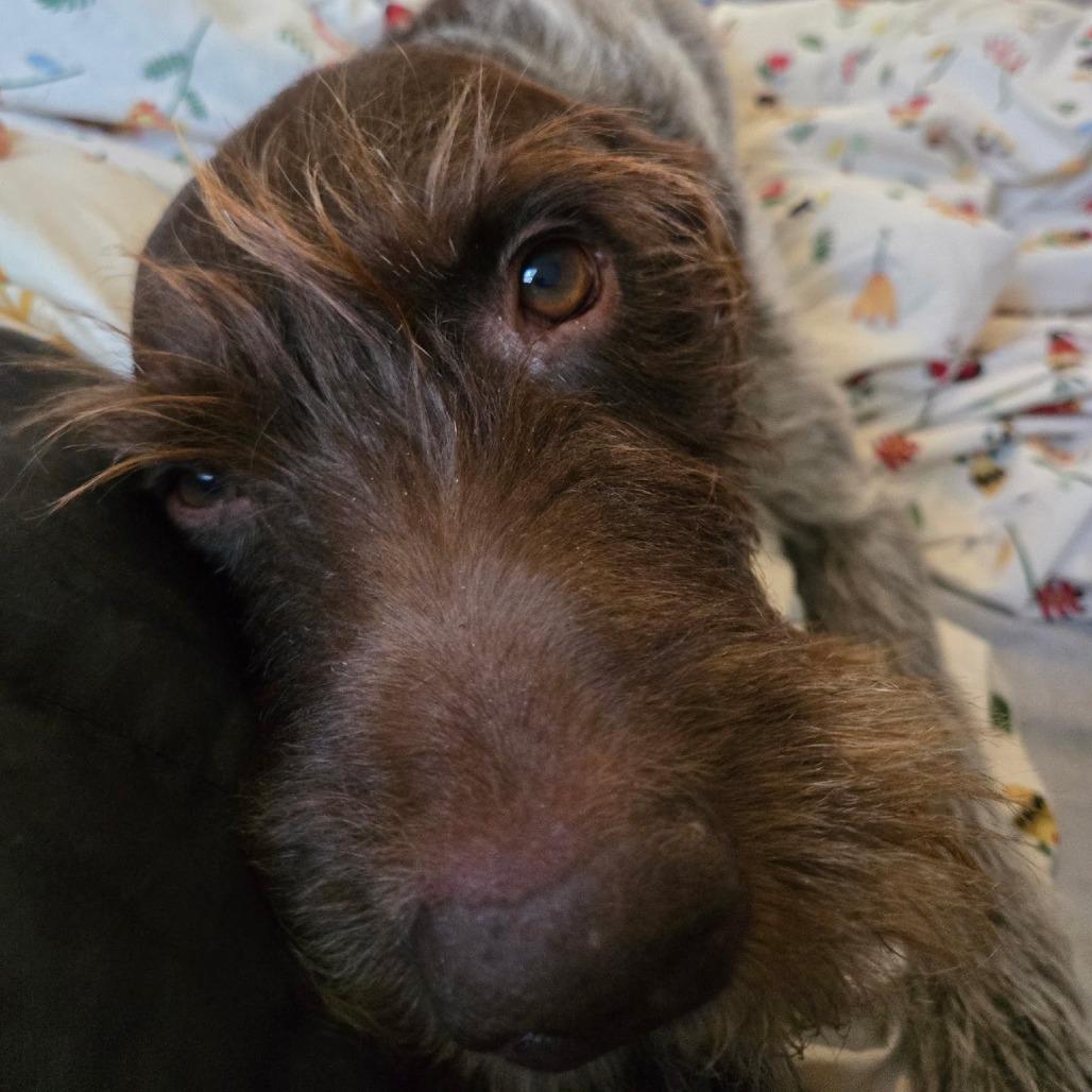 Porter (NEEDS FOSTER Milwaukee, Oregon), Adoptable, Adult Male German Wirehaired Pointer.