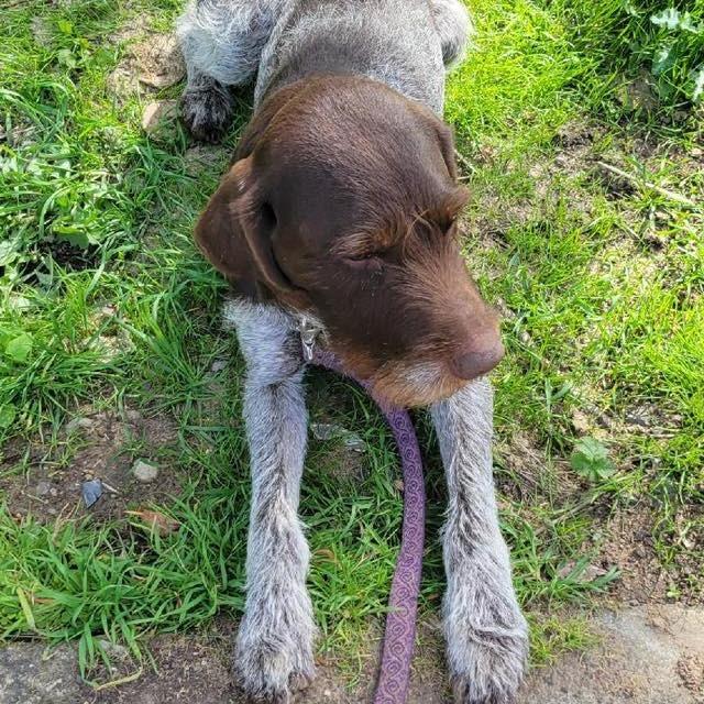 Porter (NEEDS FOSTER Milwaukee, Oregon), a Adoptable German Wirehaired Pointer in Santa Rosa, CA image 2/5