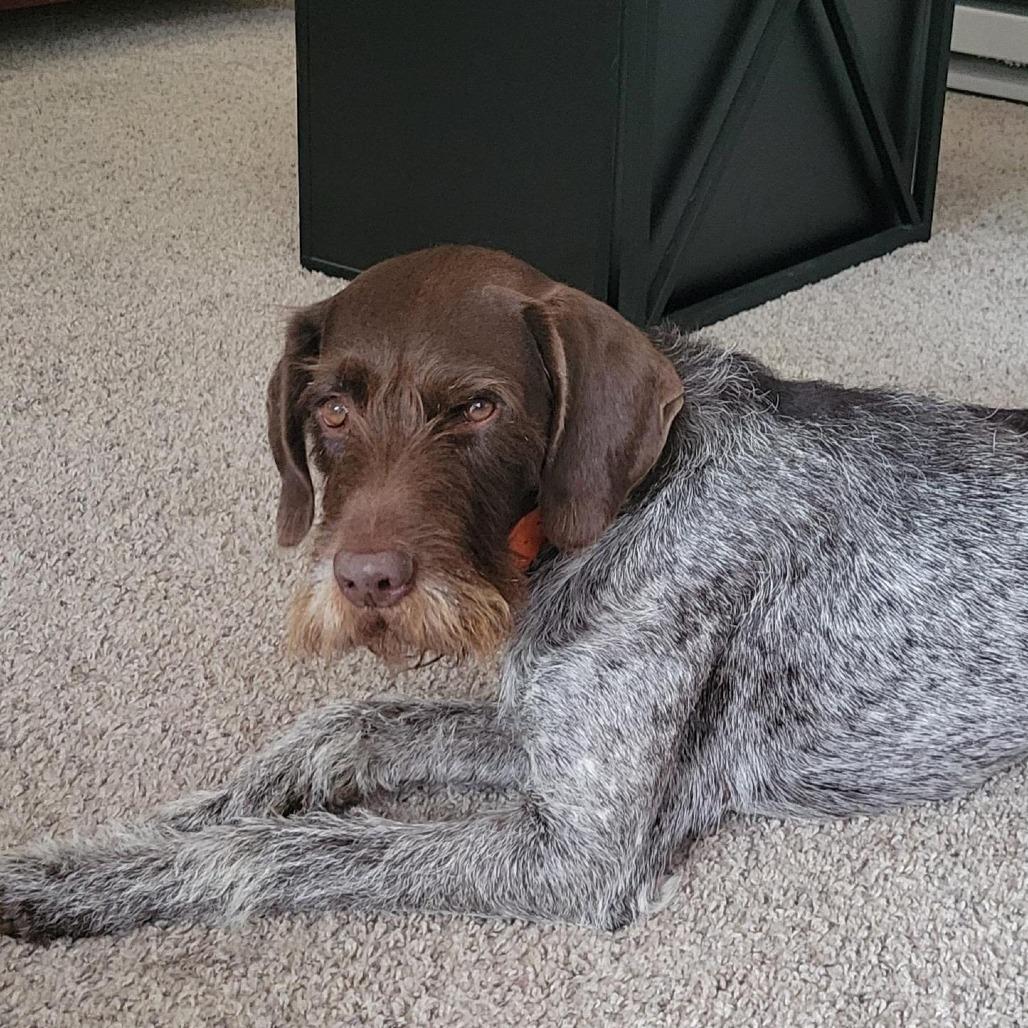Porter (NEEDS FOSTER Milwaukee, Oregon), a Adoptable German Wirehaired Pointer in Santa Rosa, CA image 3/5