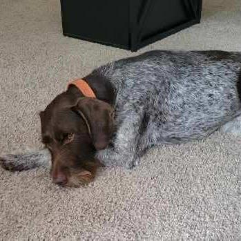 Porter (NEEDS FOSTER Milwaukee, Oregon), a Adoptable German Wirehaired Pointer in Santa Rosa, CA image 4/5