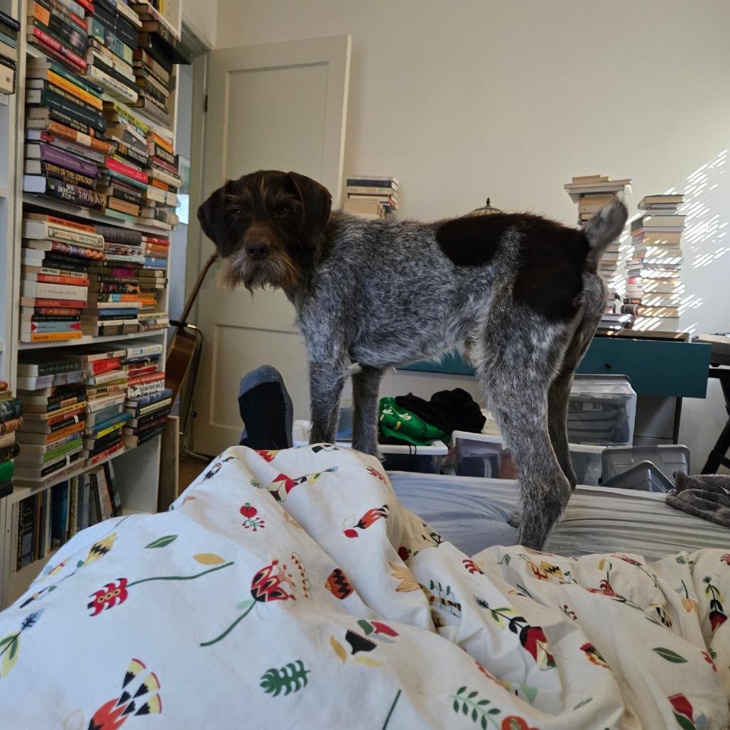 Porter (NEEDS FOSTER Milwaukee, Oregon), a Adoptable German Wirehaired Pointer in Santa Rosa, CA image 5/5