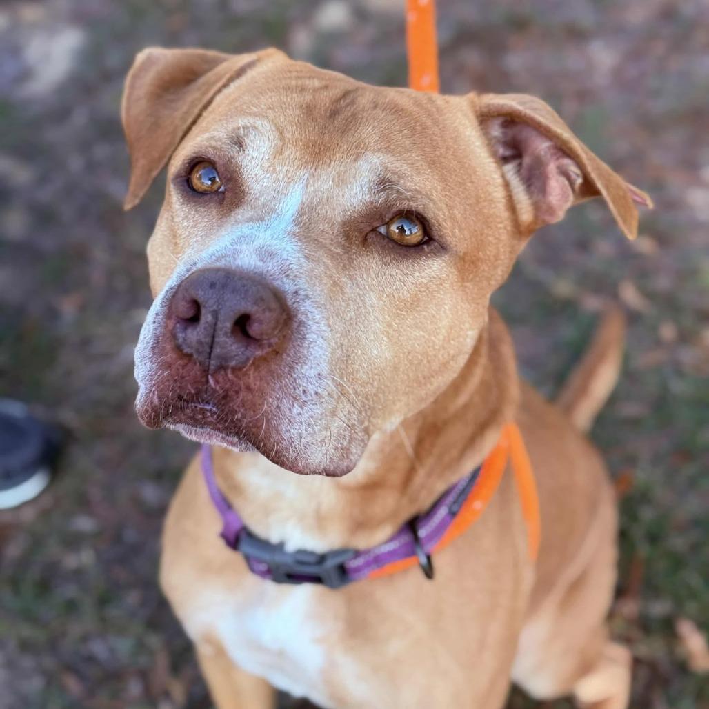 HM24 Bartholomew, a Adoptable Mixed Breed in Freeport, FL image 1/6