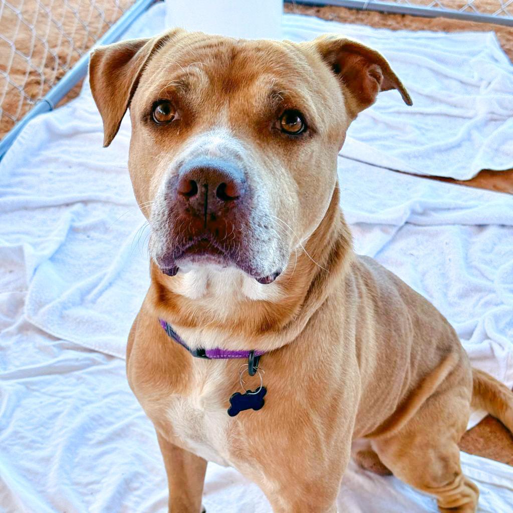 HM24 Bartholomew, a Adoptable Mixed Breed in Freeport, FL image 2/6