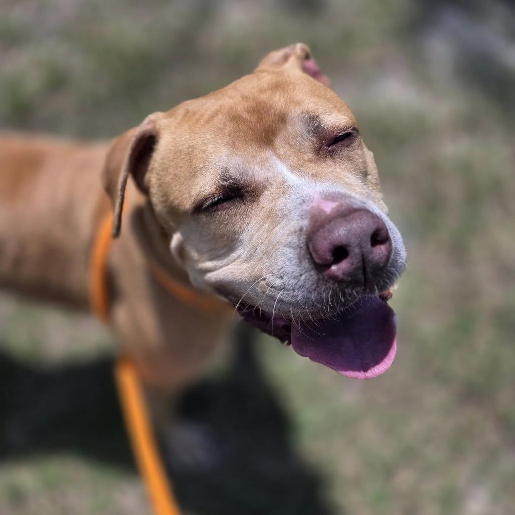 HM24 Bartholomew, a Adoptable Mixed Breed in Freeport, FL image 3/6