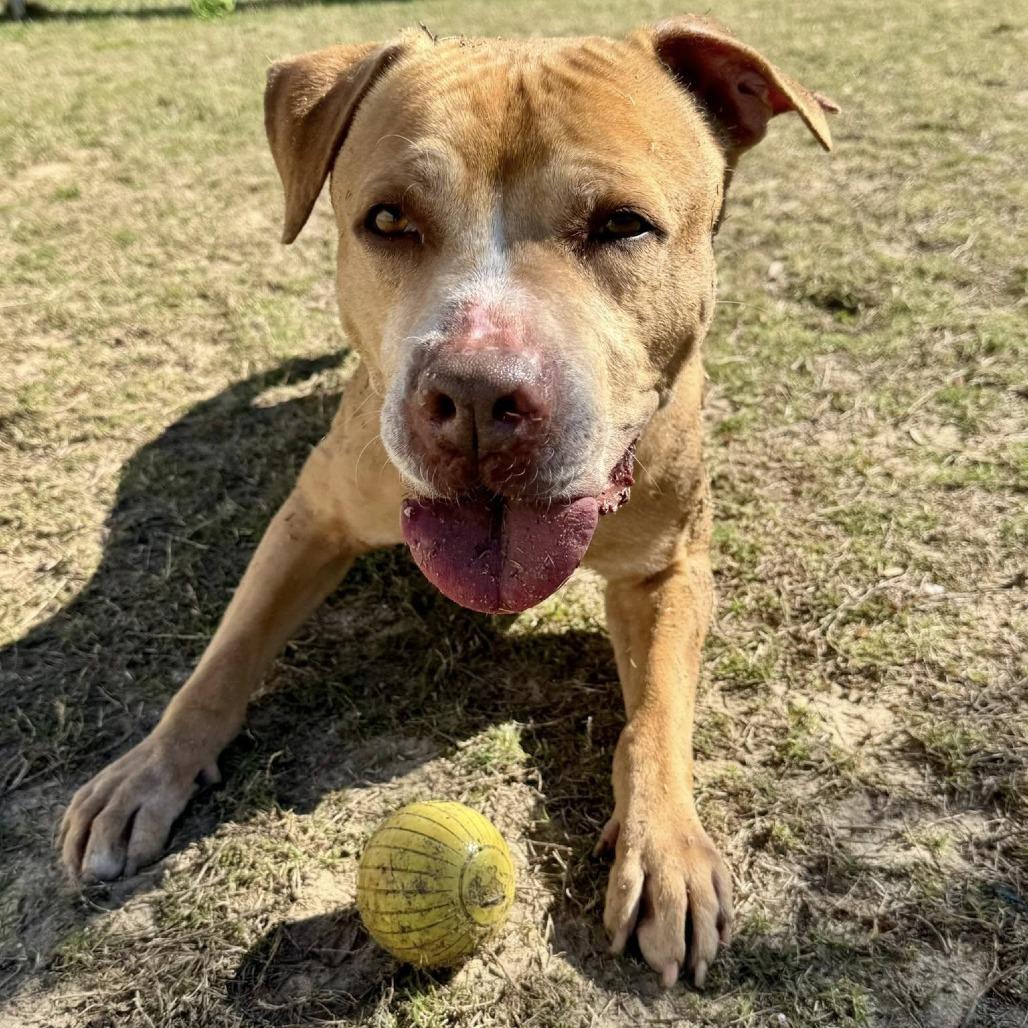 HM24 Bartholomew, a Adoptable Mixed Breed in Freeport, FL image 3/6