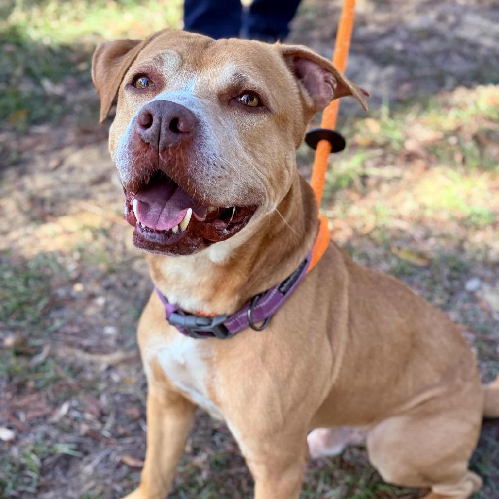 HM24 Bartholomew, a Adoptable Mixed Breed in Freeport, FL image 4/6