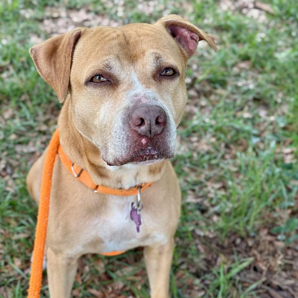 HM24 Bartholomew, a Adoptable Mixed Breed in Freeport, FL image 5/6