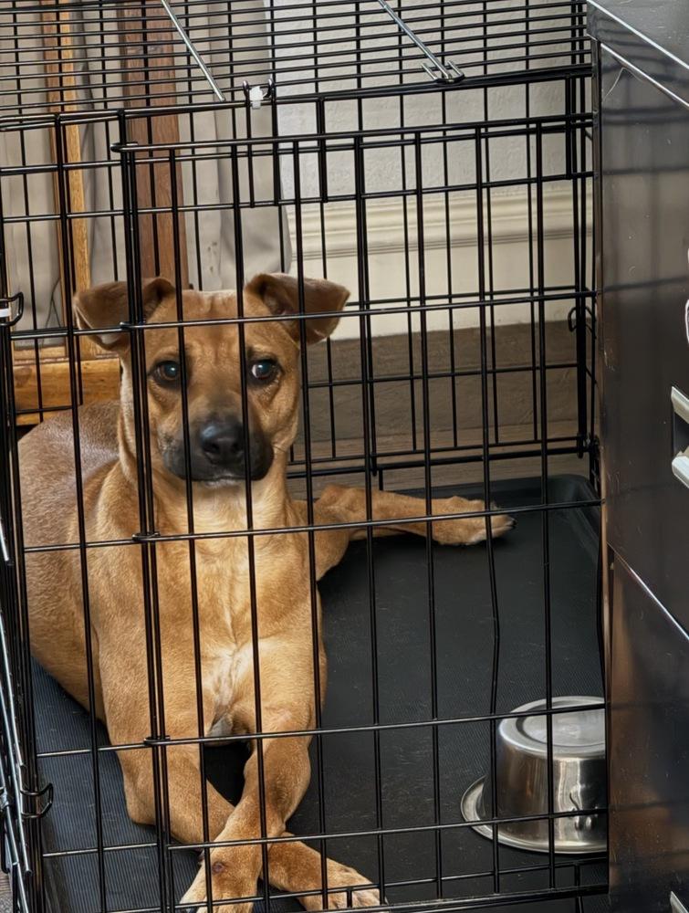 Bella, Adoptable, Adult Female Terrier & Chihuahua.