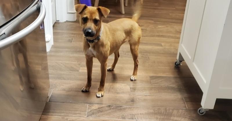 Bella, Adoptable, Adult Female Terrier & Chihuahua.