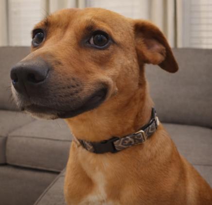 Enlarge Bella, a Adoptable mixed breed in Harlingen, TX image 2/2