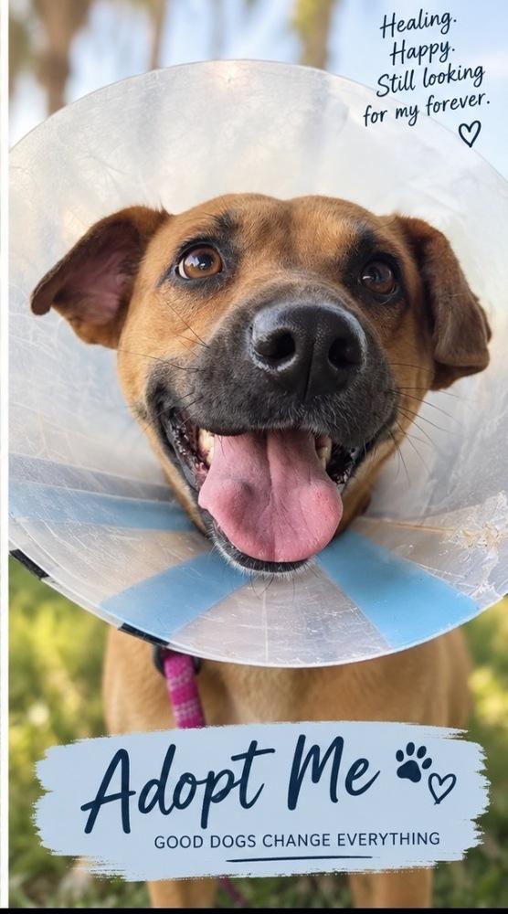 Enlarge Bella, a Adoptable mixed breed in Harlingen, TX image 5/5