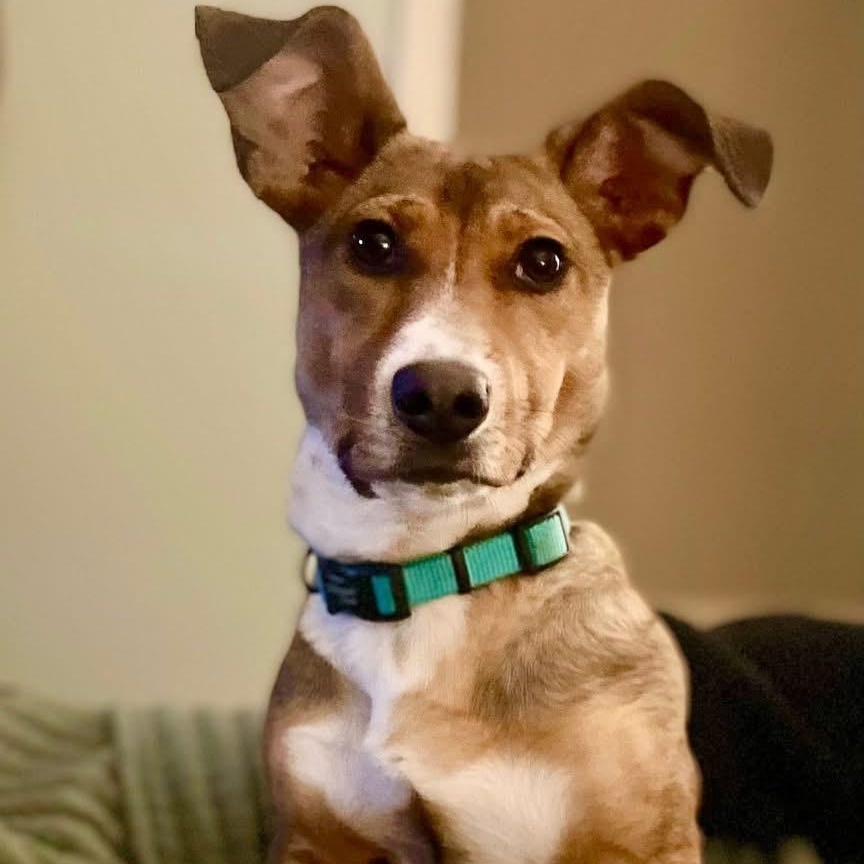 Enlarge Holly, an adopted mixed breed in Memphis , TN image 1/5