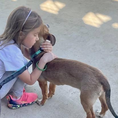 Enlarge Holly, an adopted mixed breed in Memphis , TN image 4/5