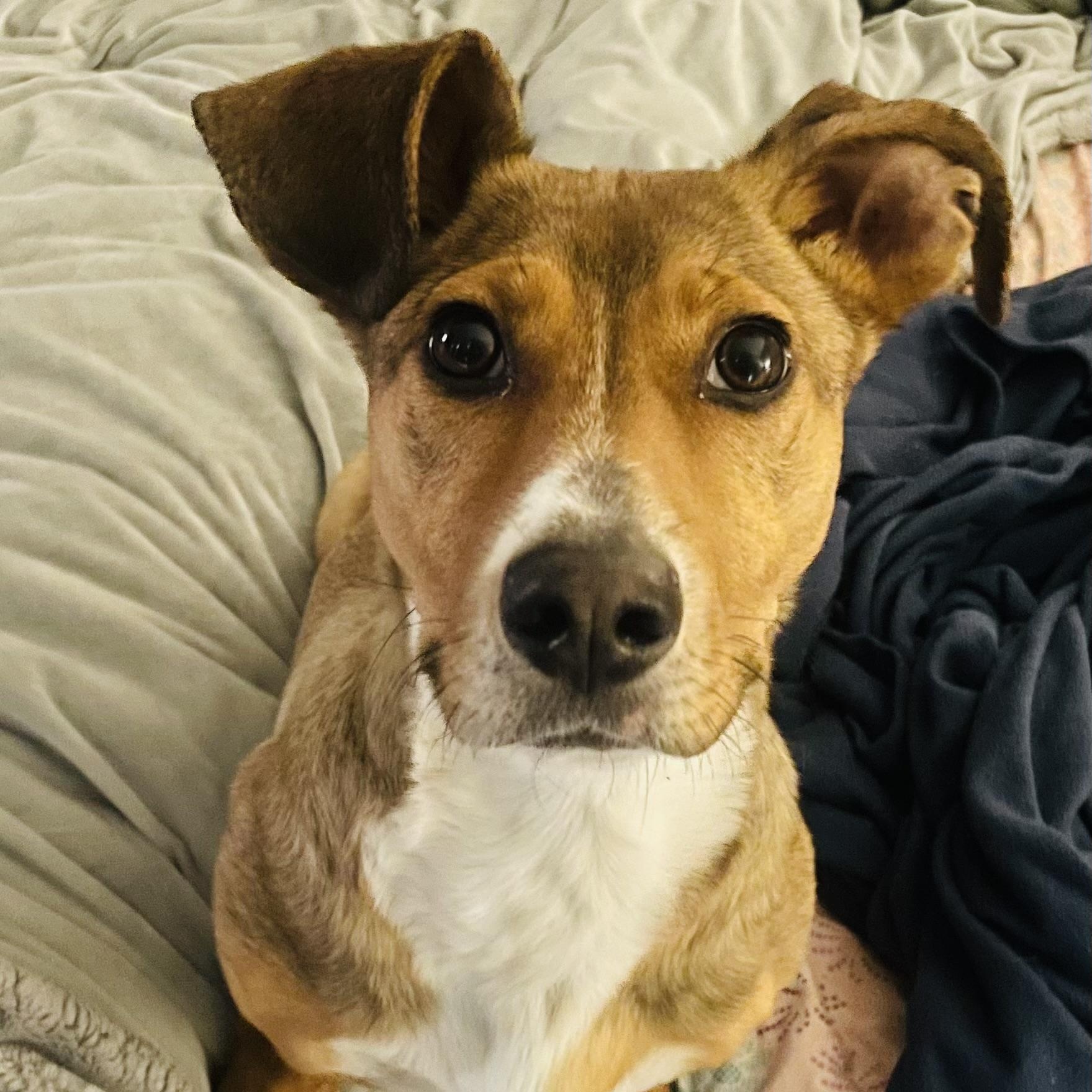 Enlarge Holly, an adopted mixed breed in Memphis , TN image 2/5