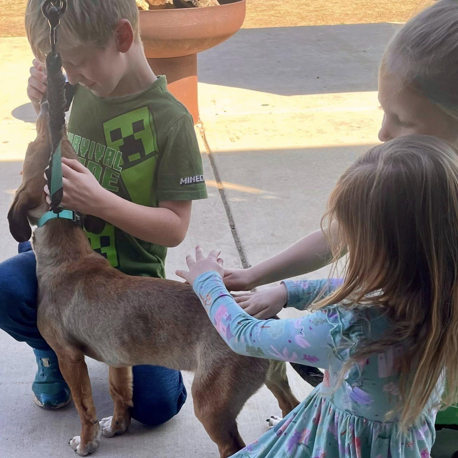 Enlarge Holly, an adopted mixed breed in Memphis , TN image 5/5