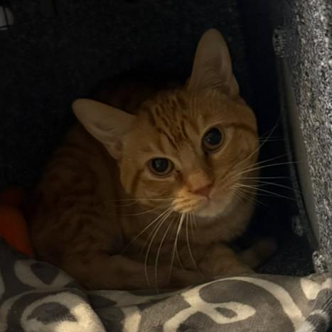 French Fry, Adoptable, Adult Male Domestic Short Hair.