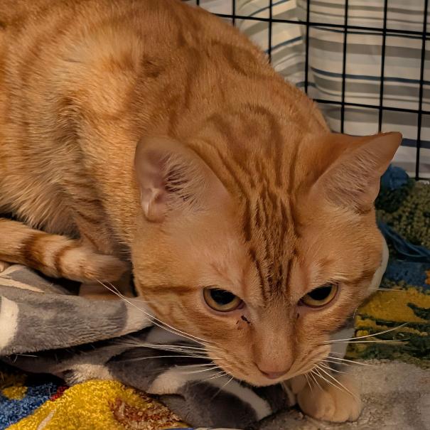 Enlarge French Fry, a Adoptable Domestic Short Hair in Charlottesville, VA image 2/3