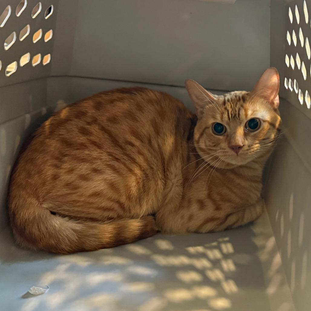 Enlarge French Fry, a Adoptable Domestic Short Hair in Charlottesville, VA image 3/3