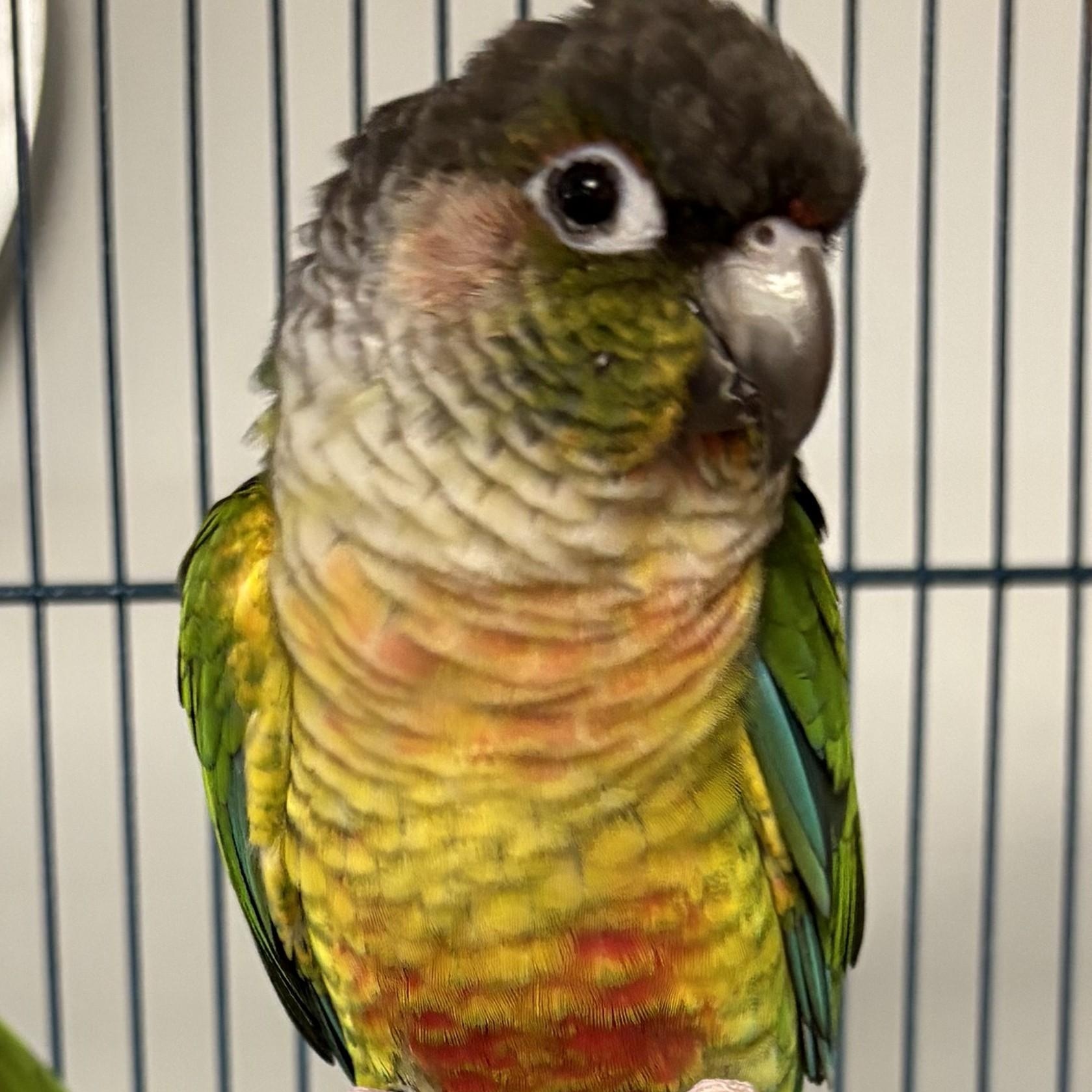 Enlarge Luci, an adoptable Conure in Lenexa, KS image 1/1