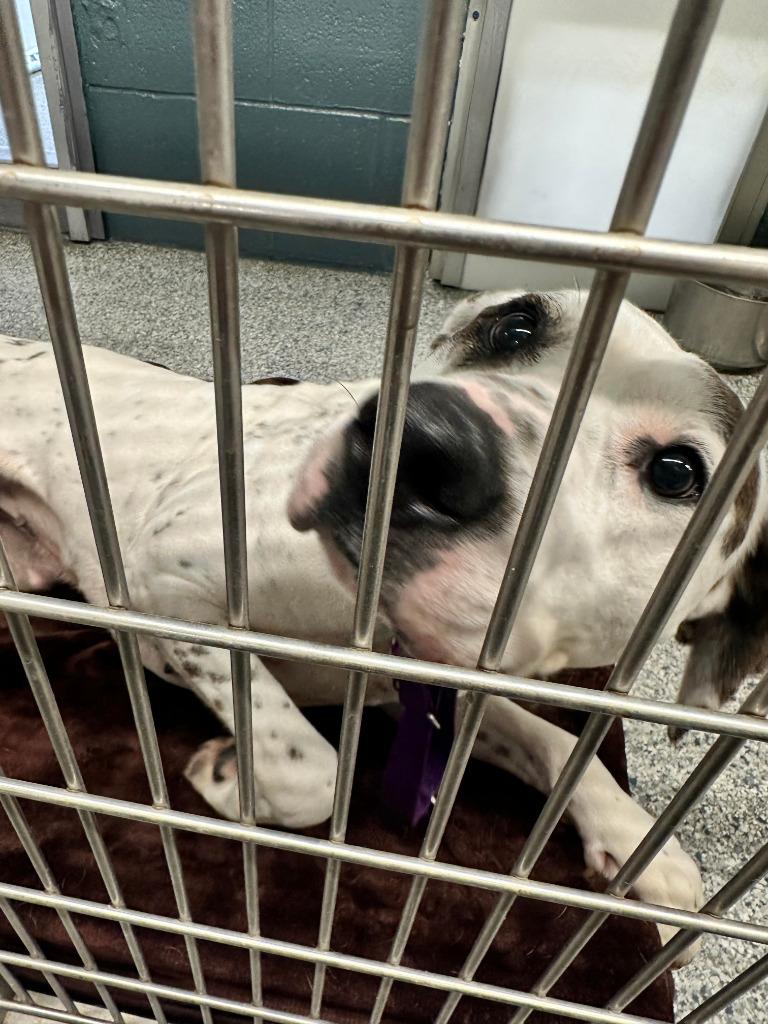 Bella, Adoptable, Adult Female American Bulldog & Hound.