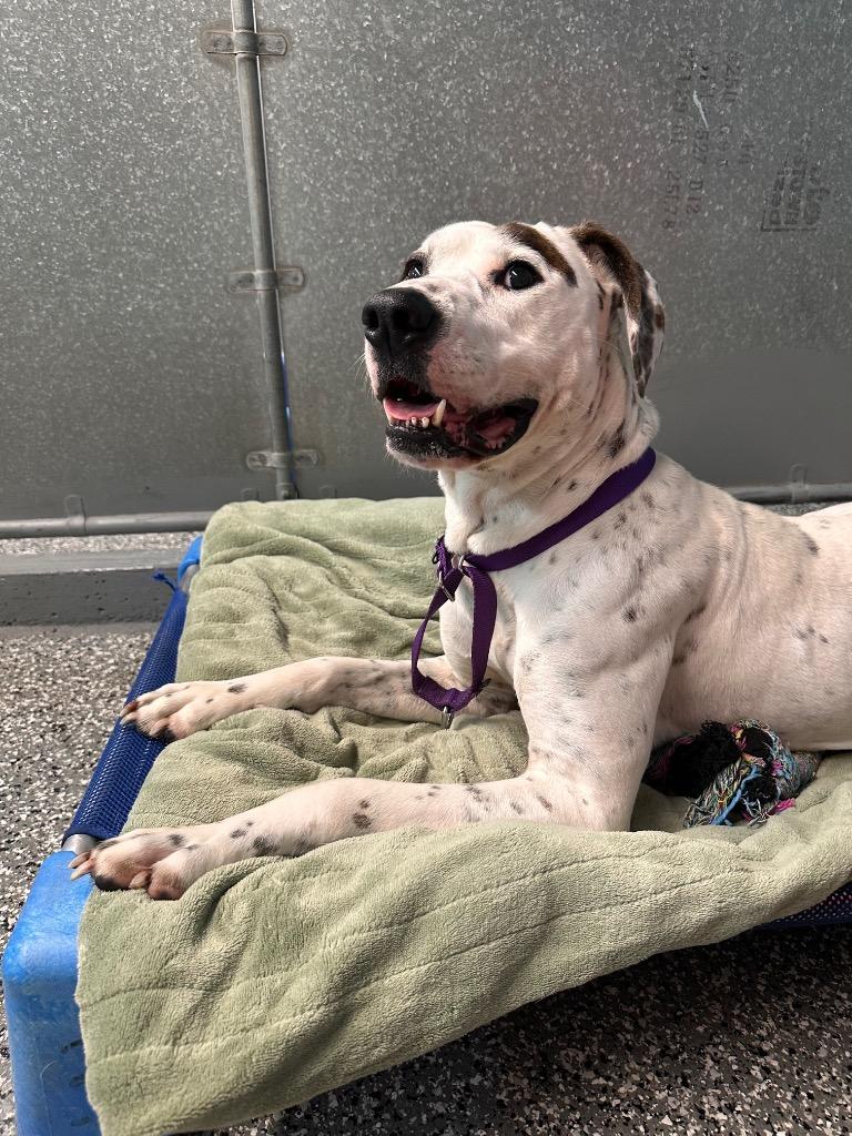 Enlarge Bella, a Adoptable mixed breed in Sidney, NY image 2/2