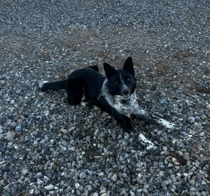 Enlarge ROWDY, a ADOPTABLE mixed breed in Dubois, WY image 3/4