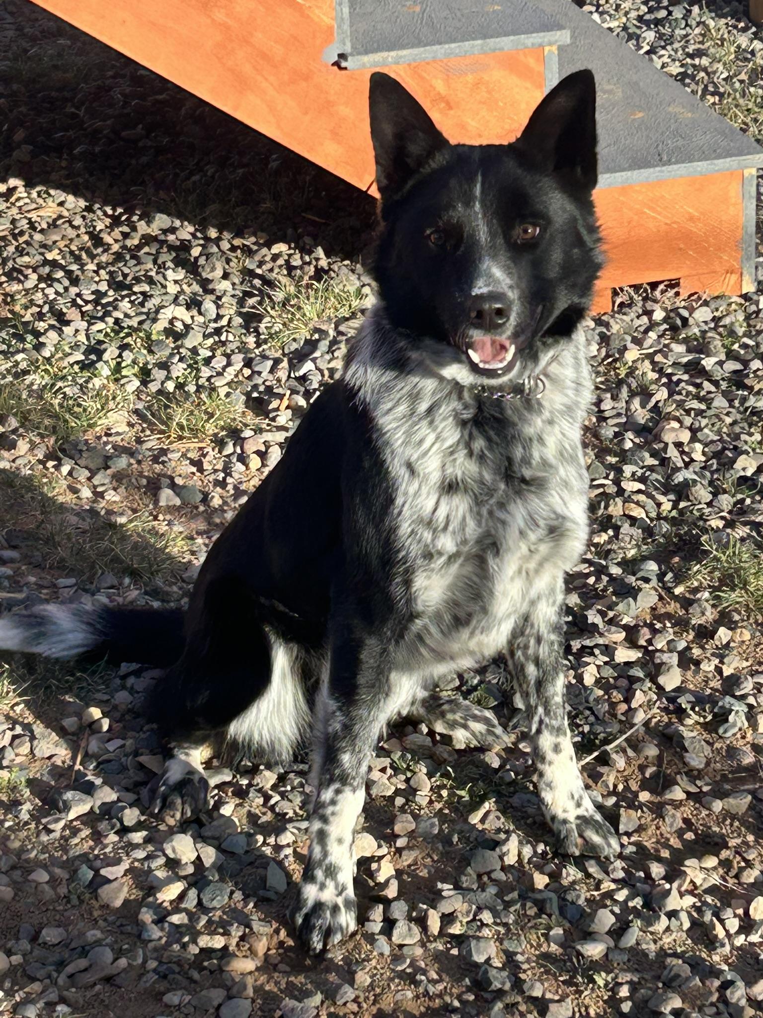 ROWDY, ADOPTABLE, Young Male Australian Cattle Dog / Blue Heeler & Border Collie.