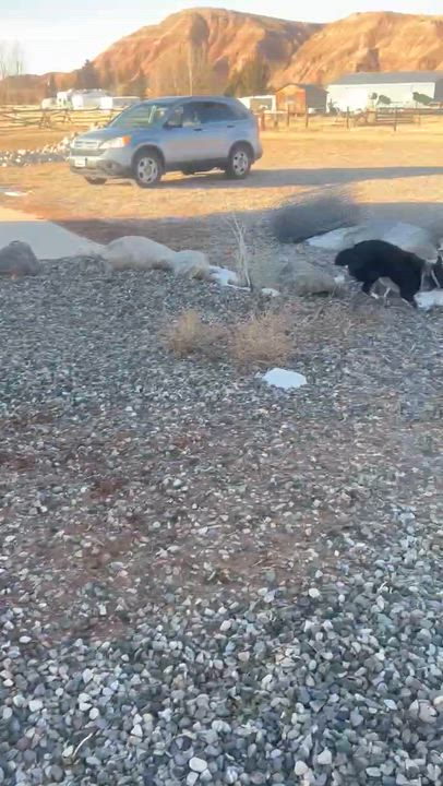 Enlarge ROWDY, a ADOPTABLE mixed breed in Dubois, WY video 4/4