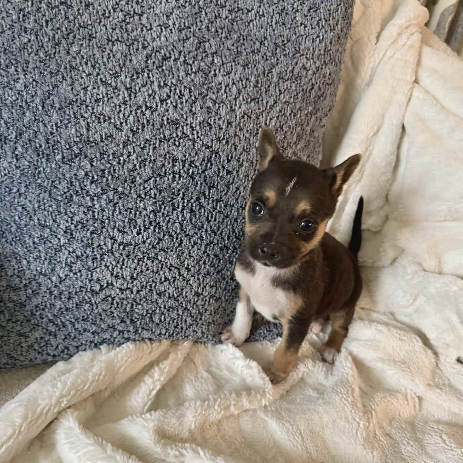 Blade, Adoptable, Puppy Male Chihuahua.