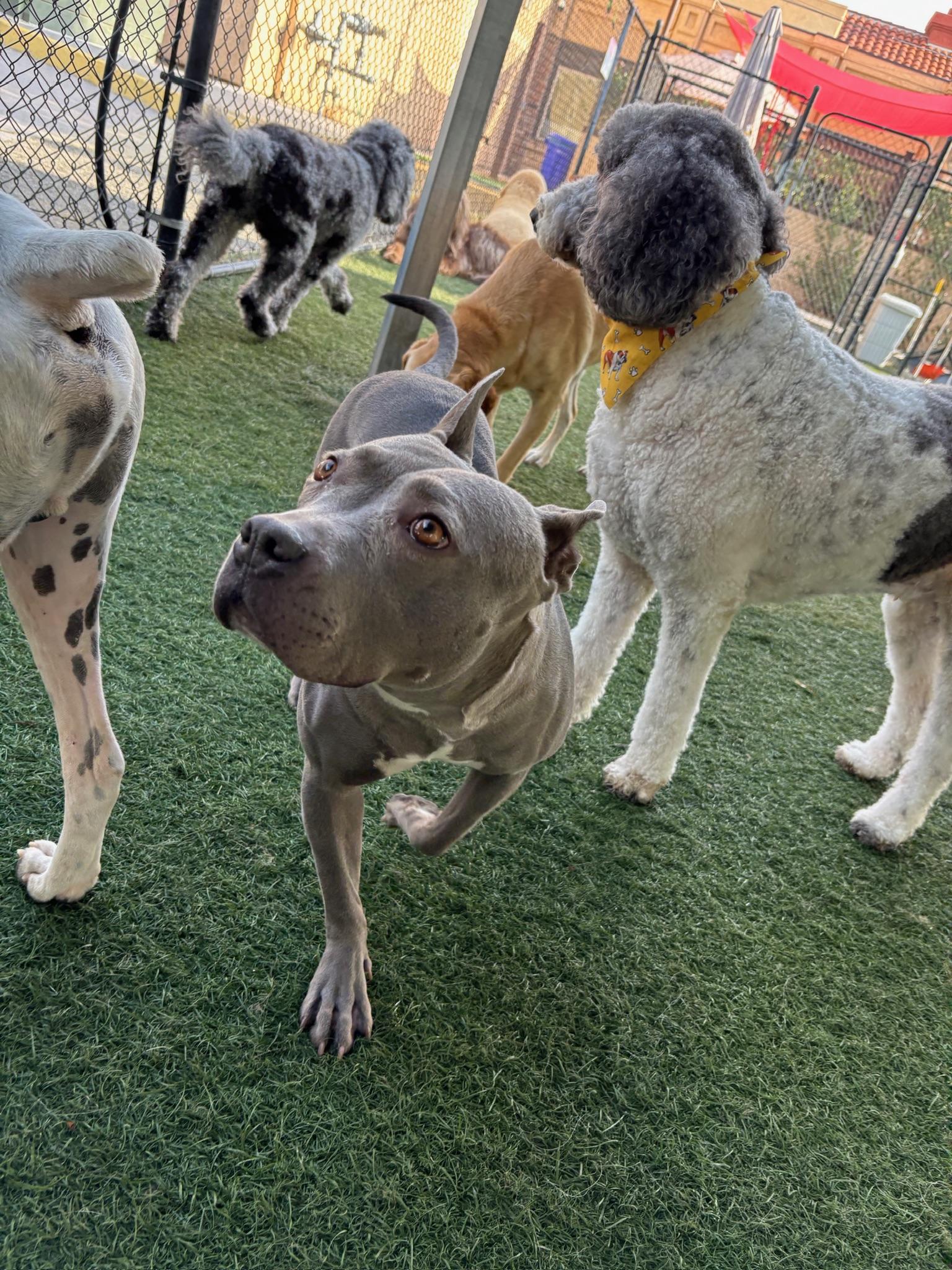 Enlarge Dior, a Adoptable Staffordshire Bull Terrier in Irvine, CA image 4/6