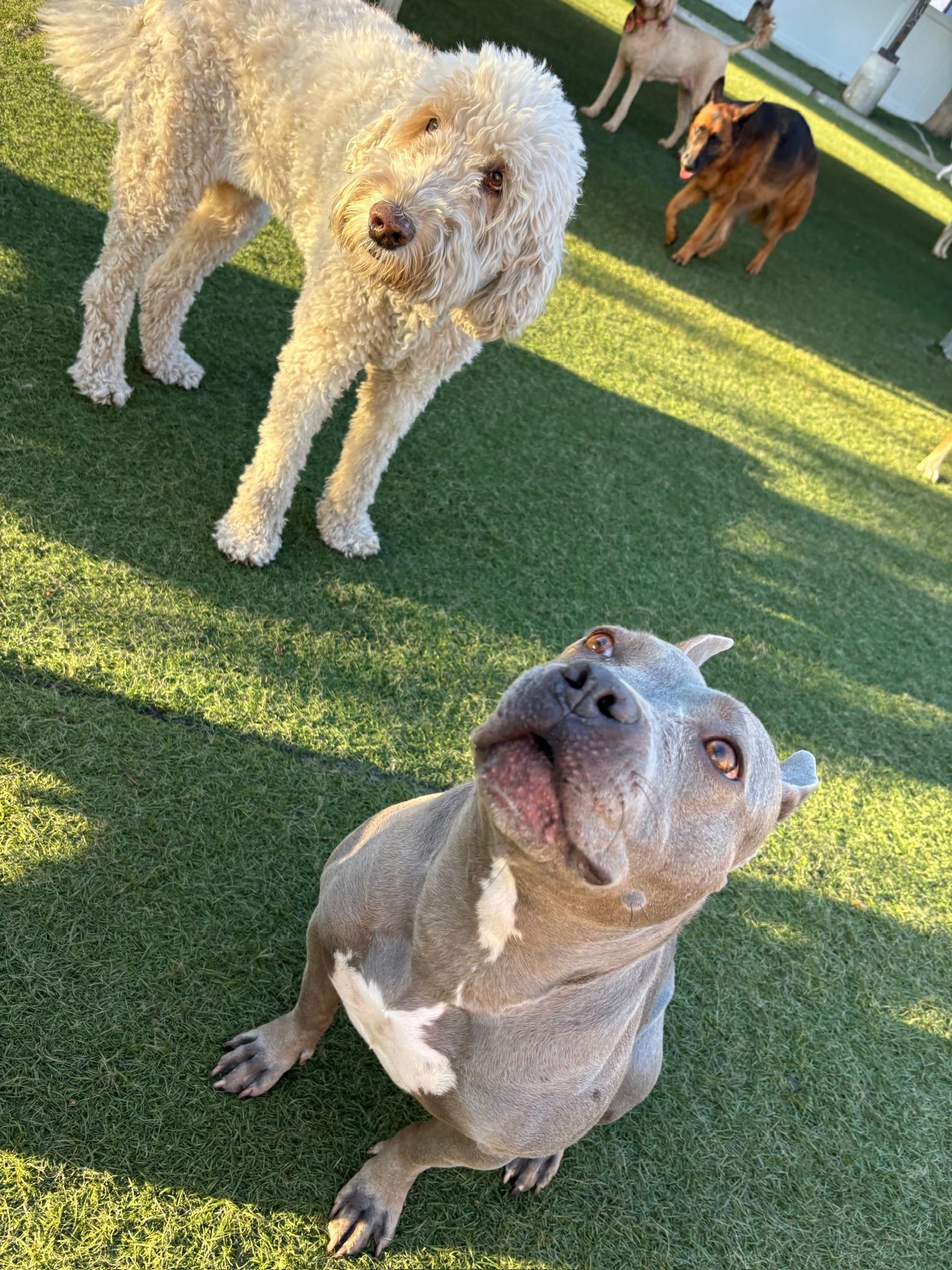 Enlarge Dior, a Adoptable Staffordshire Bull Terrier in Irvine, CA image 3/6