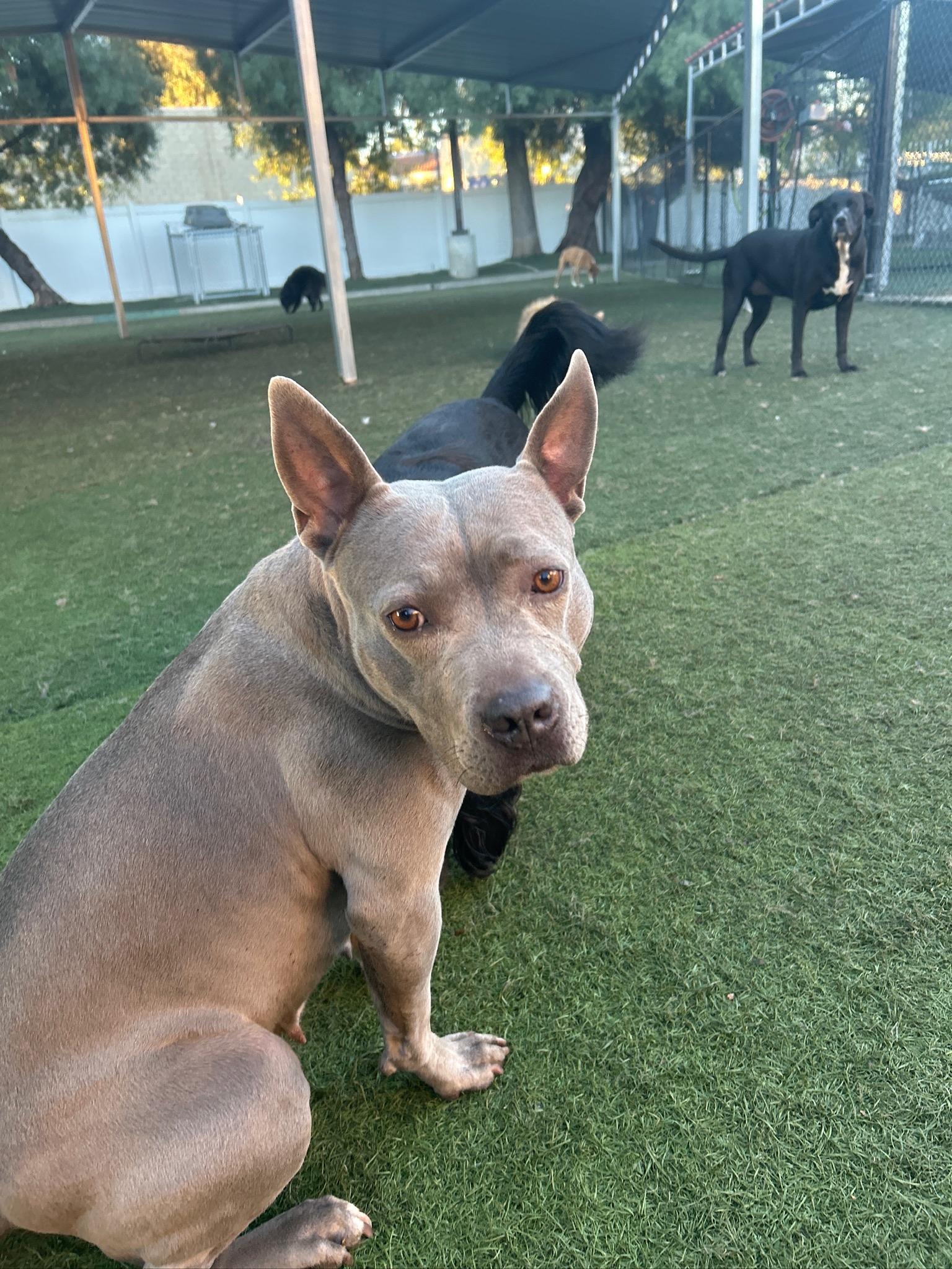 Enlarge Dior, a Adoptable Staffordshire Bull Terrier in Irvine, CA image 5/6