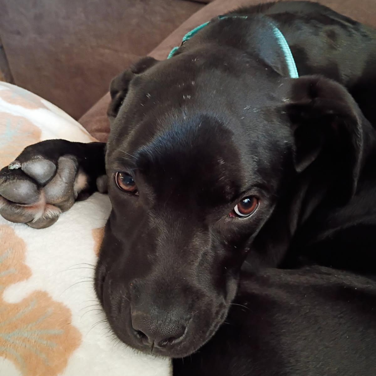 Dexter *In Foster*