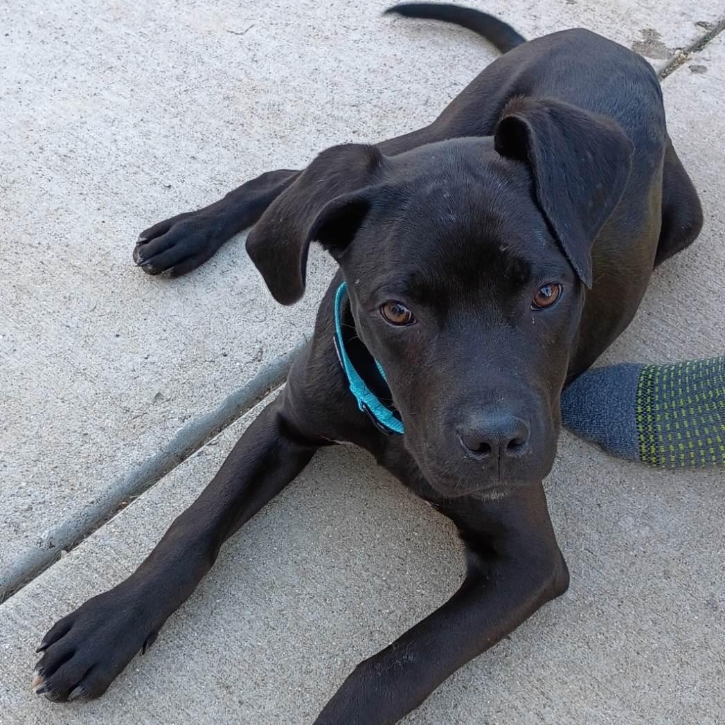 Dexter *In Foster*