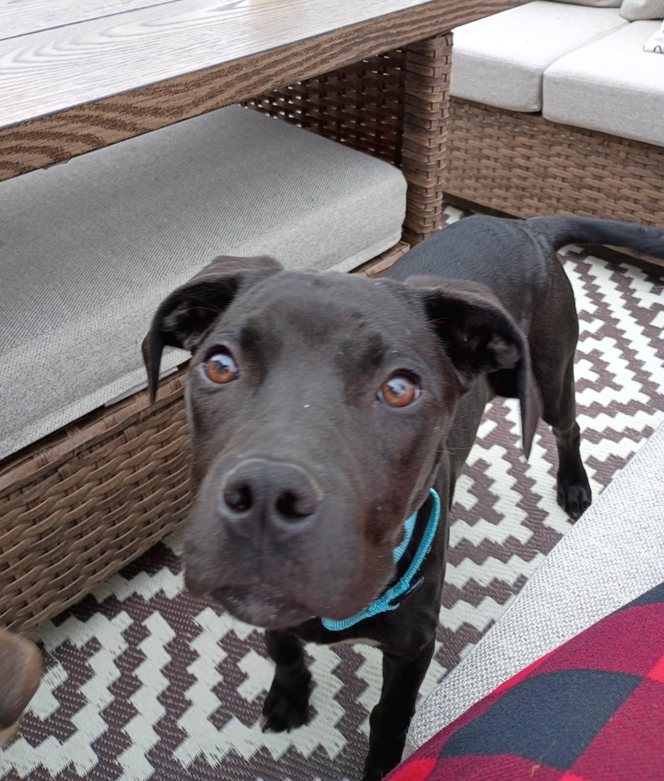 Dexter *In Foster*