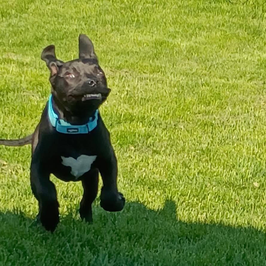Dexter *In Foster*