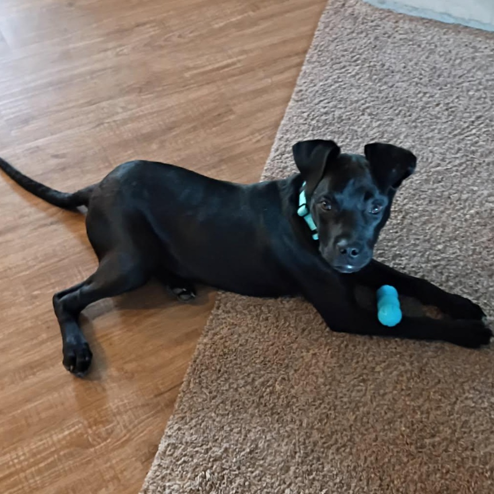 Dexter *In Foster*
