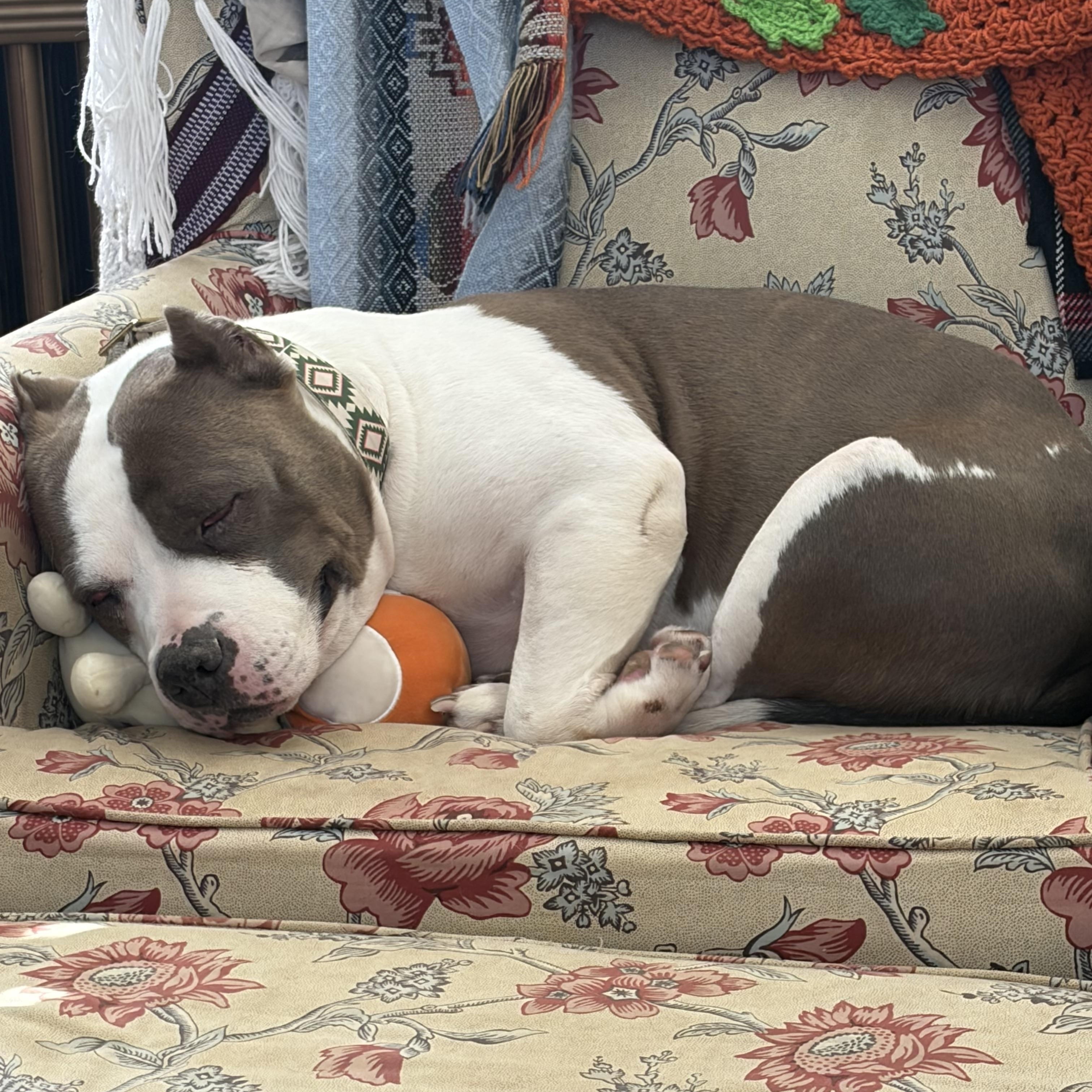 Enlarge Halo, a Adoptable American Bully in Hunting Valley, OH image 6/6