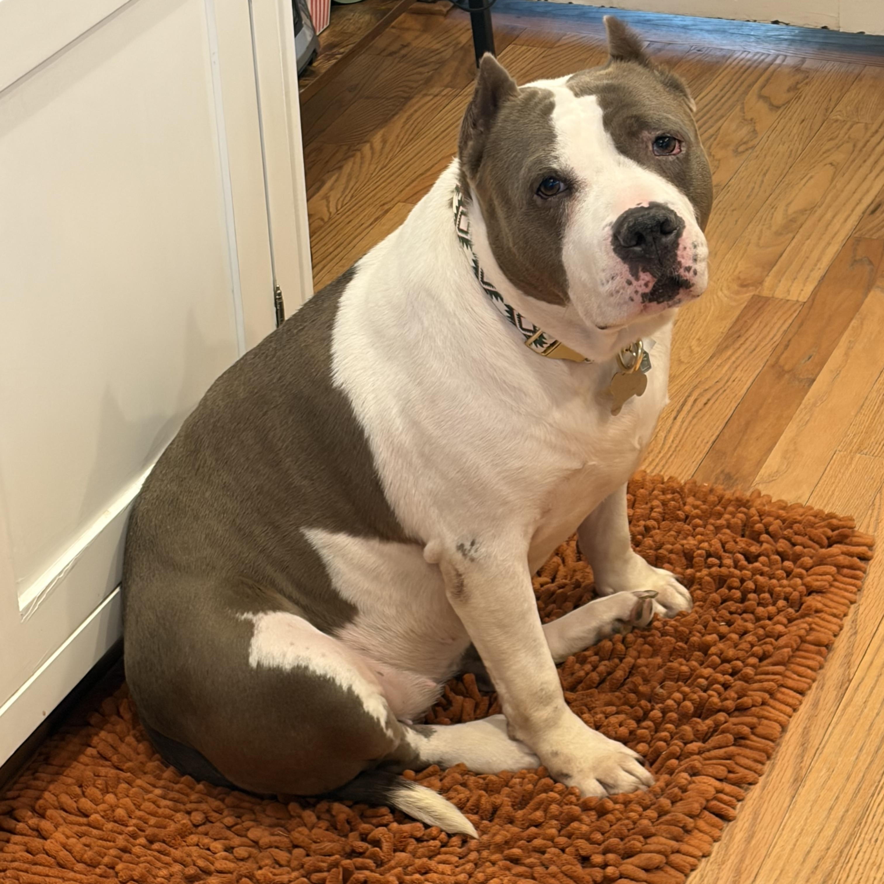 Enlarge Halo, a Adoptable American Bully in Hunting Valley, OH image 5/6