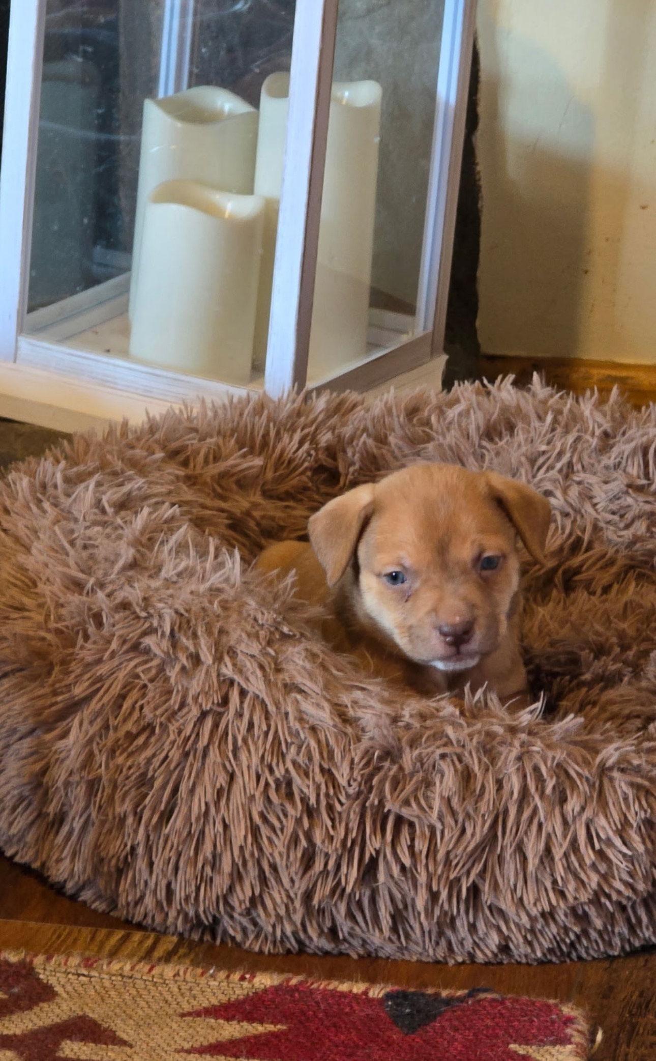 Cooper, a Adopted mixed breed in Ball Ground, GA image 1/3