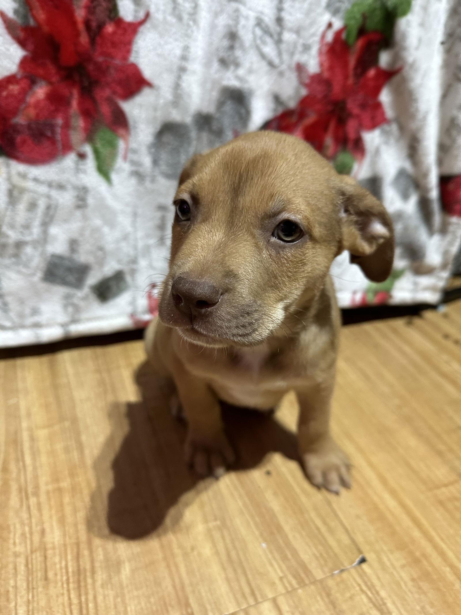 Cooper, a Adopted mixed breed in Ball Ground, GA image 2/3