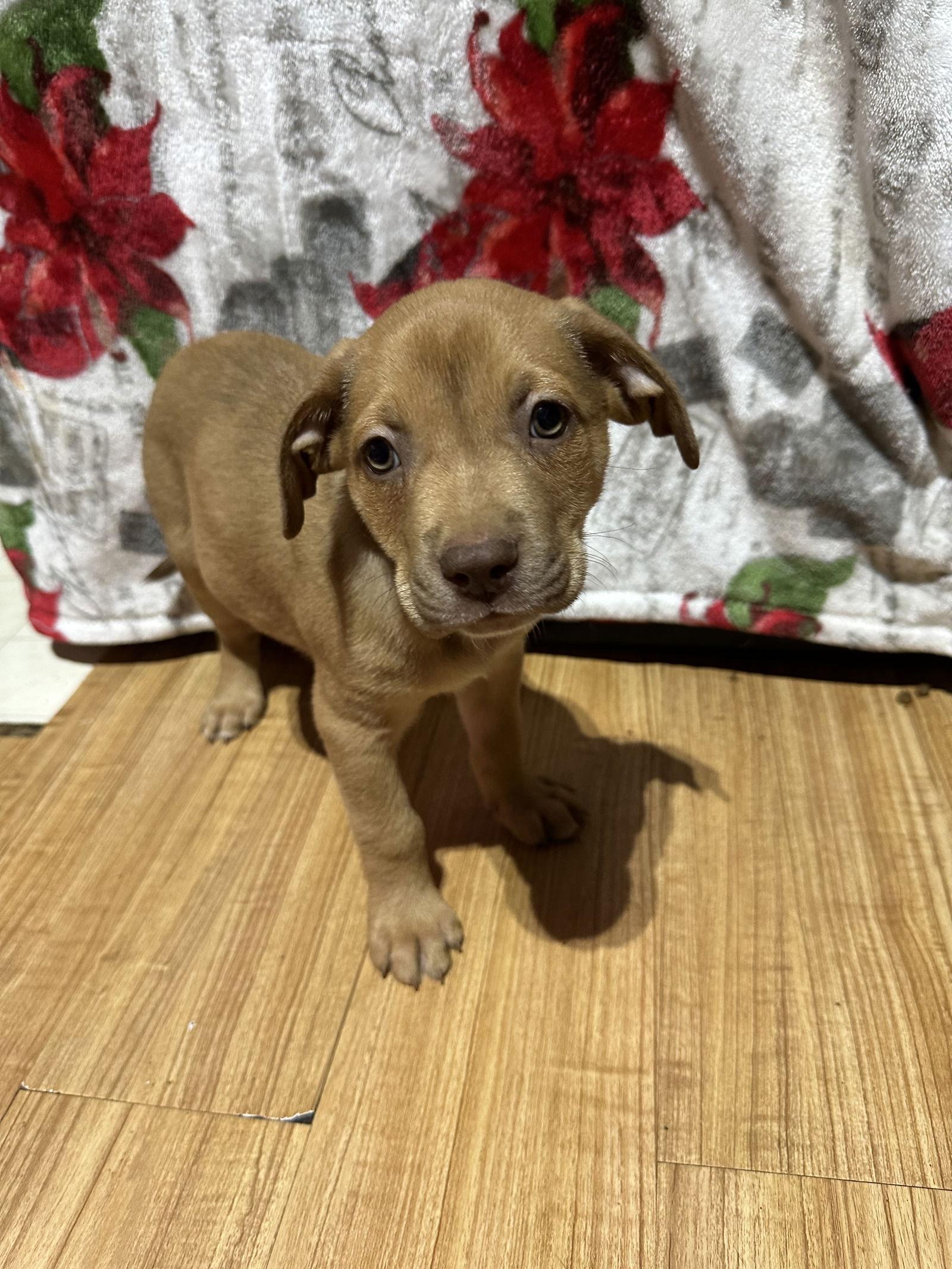 Cooper, a Adopted mixed breed in Ball Ground, GA image 3/3