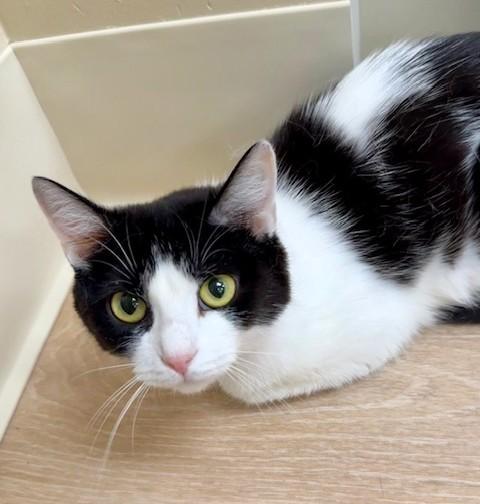 Francesca, ADOPTABLE, Adult Female Domestic Short Hair.