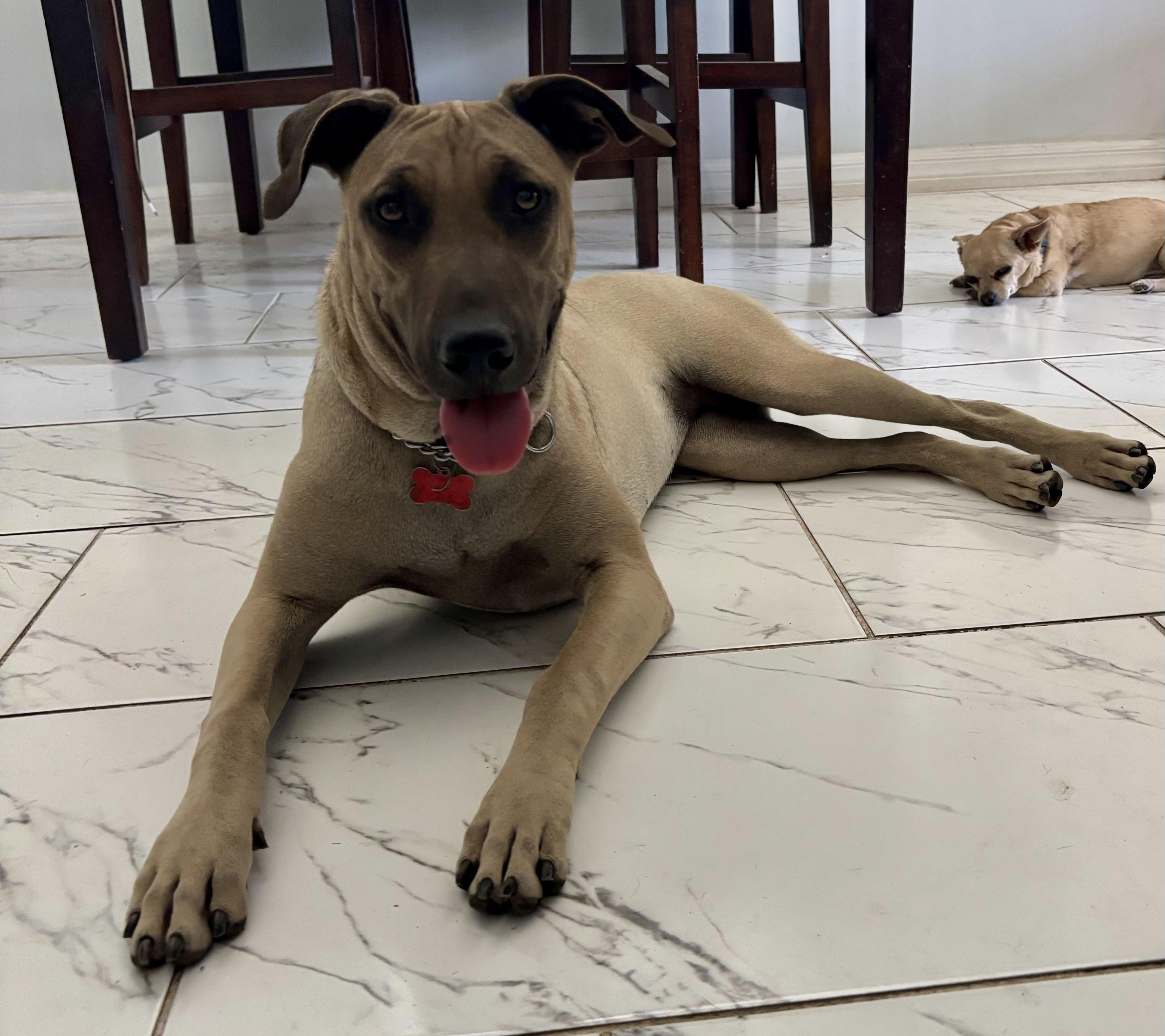 Leilani, Adoptable, Young Female Belgian Shepherd / Malinois & German Shepherd Dog.