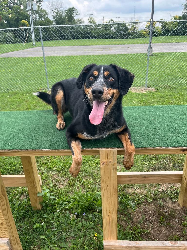 Darla Mae, Adoptable, Young Female Cattle Dog & Rottweiler.